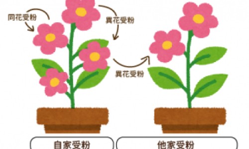 寻常疣和皮赘的区别-权威寻常疣和跖疣一样吗平台,分享专业寻常疣和尖锐湿疣的区别知识_寻常疣与跖疣的区别网