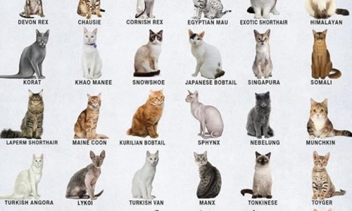 寻常疣与尖锐湿疣的区别-权威寻常疣和跖疣一样吗平台,分享专业寻常疣和尖锐湿疣的区别知识_寻常疣与跖疣的区别网